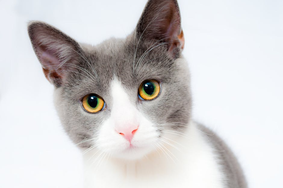 Adorable grey and white cat with striking yellow eyes against a plain backdrop.